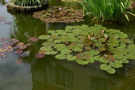 Cr&eacute;ation d'un bassin &agrave; Sucy-en-Brie, conseils pour r&eacute;ussir