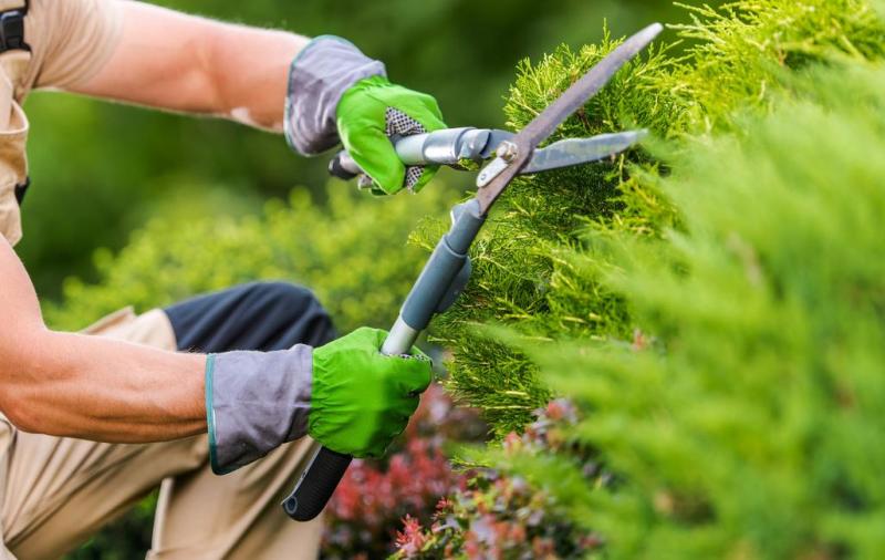 Taille de haies, quel rythme adopter pour un jardin bien entretenu ?